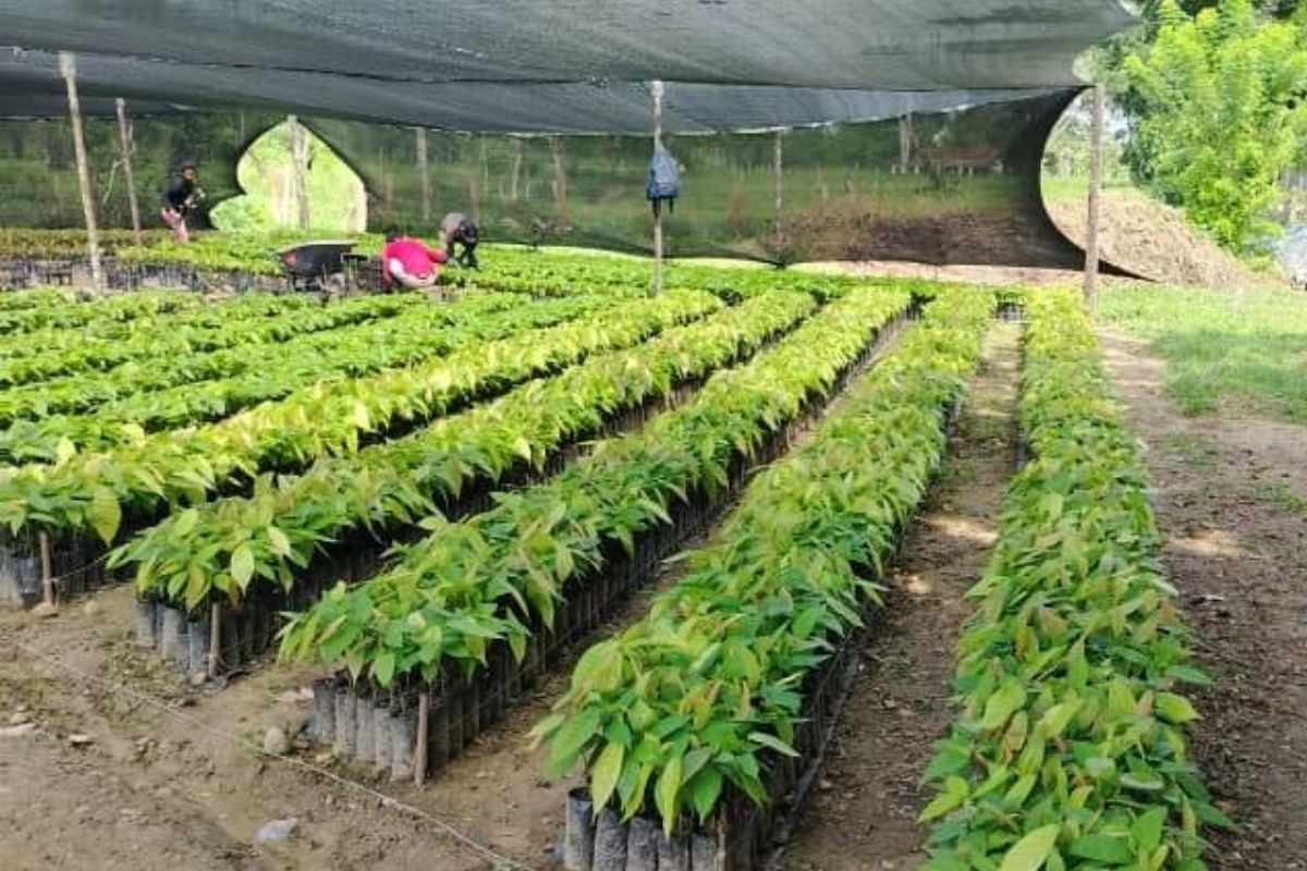 Rows of healthy grafted Criollo seedlings under regulated shade cloth inside the nursery
